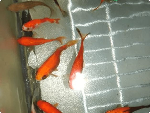 Fish disease close-up