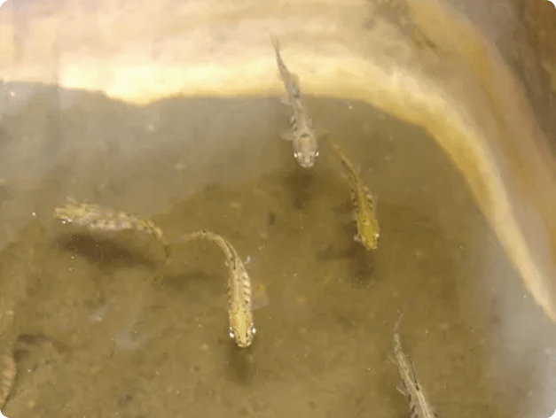 Fish disease close-up