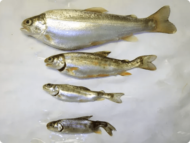 Healthy Rainbow Trout (Top) Compared with Those Infected with Myxobolus cerebralis