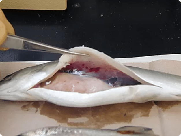 Hemorrhaged Swim Bladder Due to IHN Virus