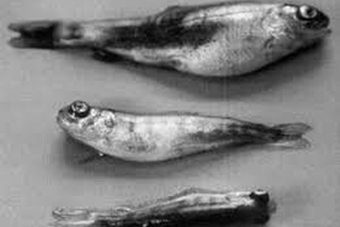 Fish disease close-up