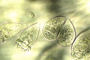 Fish disease close-up
