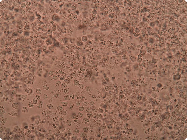 Histological Section of Fish Body Wall