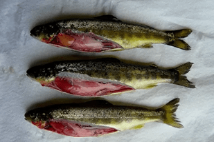 Fish disease close-up