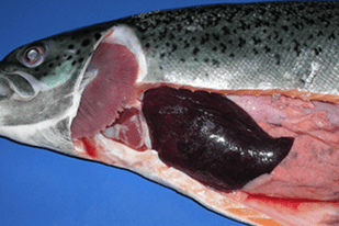 Fish disease close-up