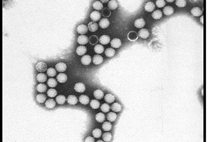 Fish disease close-up