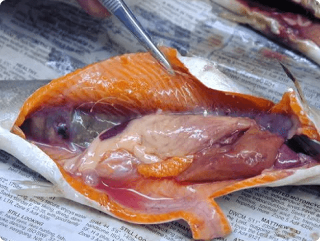 Inflamed kidney (at left) due to BKD. White pustules are also visible