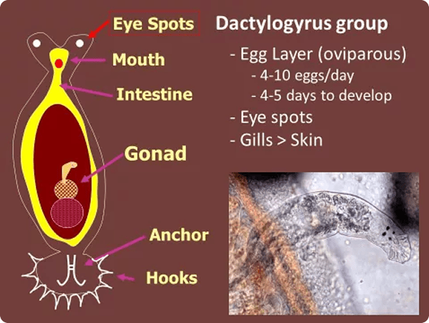 Information Slide for Dactylogyrus, Showing Anatomy of Adult Fluke