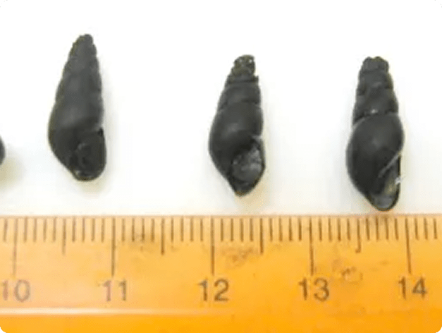 Fish disease close-up