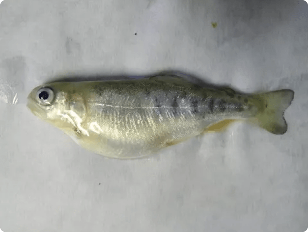 Juvenile Rainbow Trout with Swollen Belly from Advanced Ceratomyxa shasta Infection