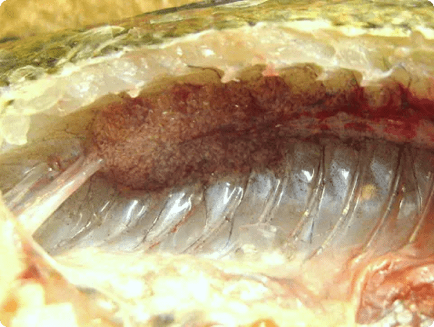 Kidney Heavily Infected with White Grub