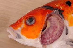 Fish disease close-up