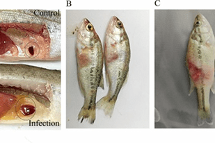 Fish disease close-up