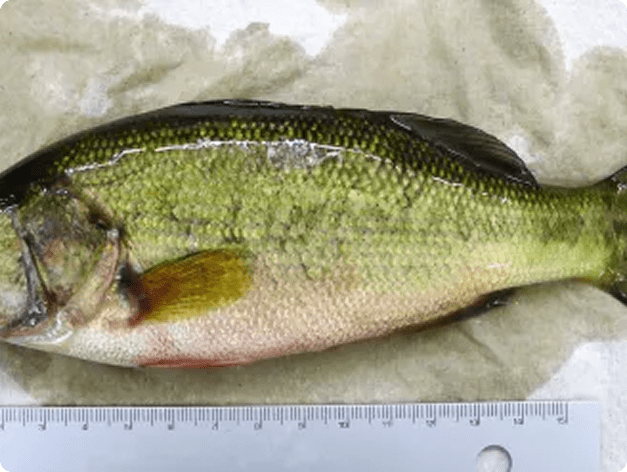 Fish disease close-up