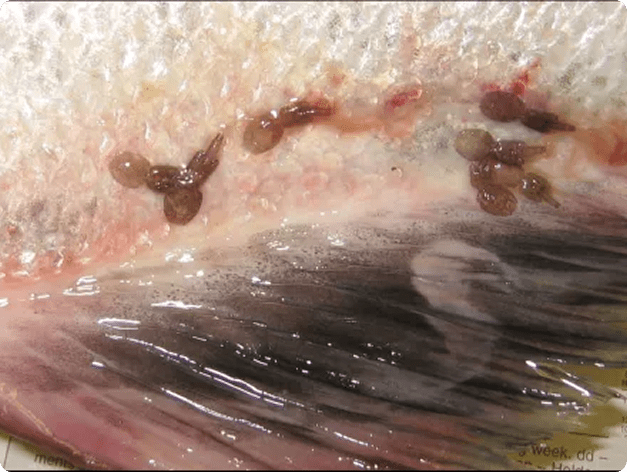 Lepeophtheirus Adults on Skin of Salmon
