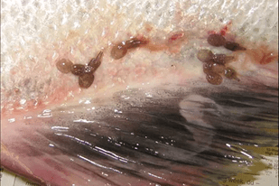 Fish disease close-up