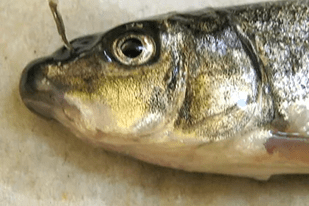 Fish disease close-up