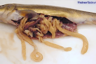 Fish disease close-up