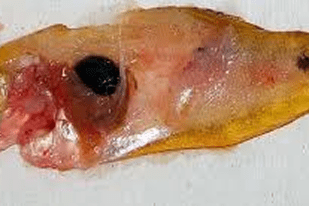 Fish disease close-up