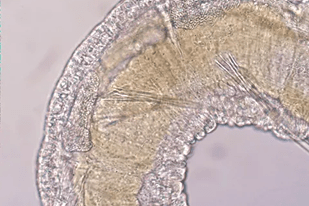 Fish disease close-up