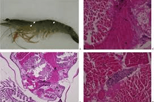 Fish disease close-up