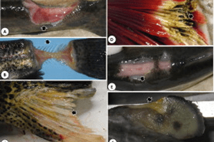 Fish disease close-up