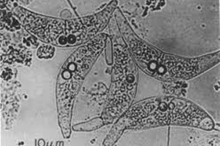 Fish disease close-up