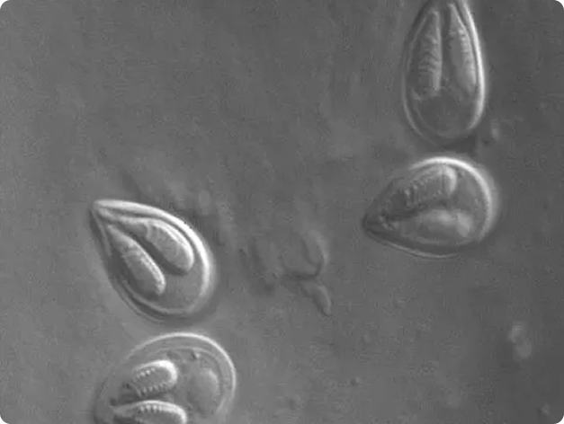 Myxobolus insidiosus Myxospores