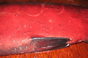 Fish disease close-up