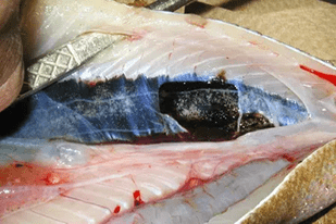 Fish disease close-up
