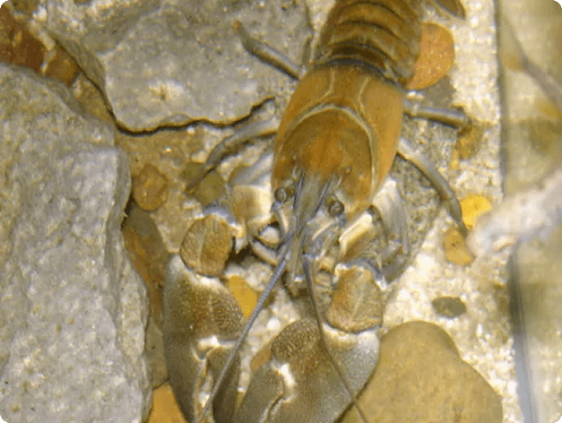 Fish disease close-up