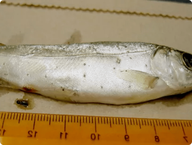 Neascus (Spots) on Surface of Fish