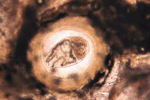Fish disease close-up