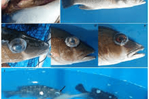 Fish disease close-up