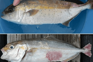 Fish disease close-up