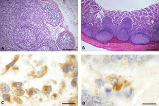 Fish disease close-up