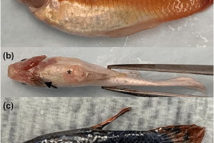 Fish disease close-up
