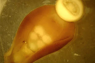 Fish disease close-up