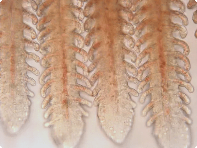 Fish disease close-up
