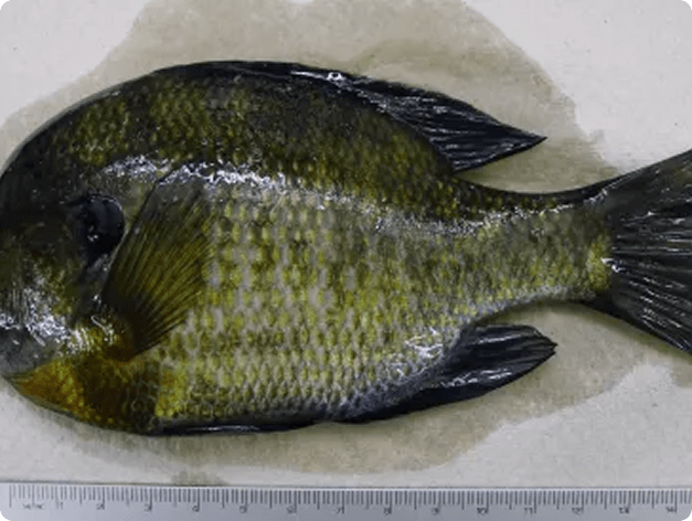 Fish disease close-up