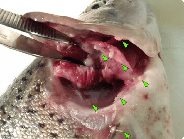 Numerous Salmincola Copepods on Gills of a Rainbow Trout
