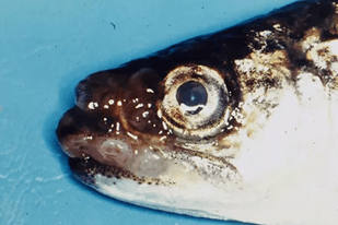 Fish disease close-up