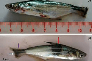 Fish disease close-up