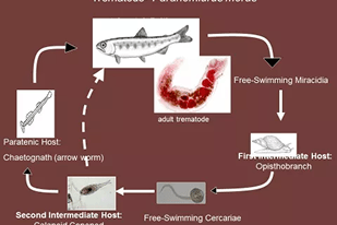 Fish disease close-up