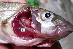 Fish disease close-up
