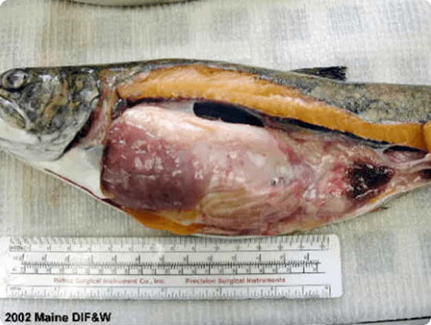 Philonema Nematodes in Mesenterial Membranes of Trout
