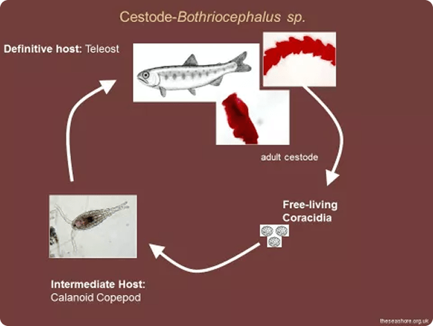 Philonema sp. Nematode in Body Cavity