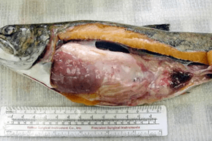 Fish disease close-up