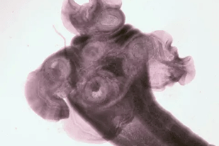 Fish disease close-up