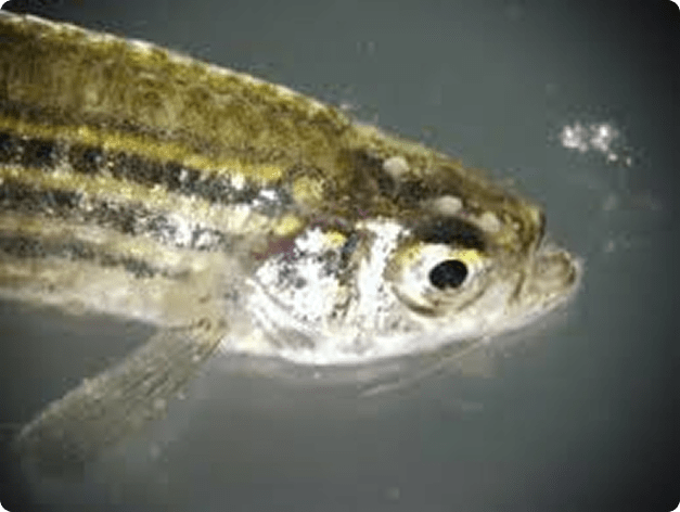 Pleistophora